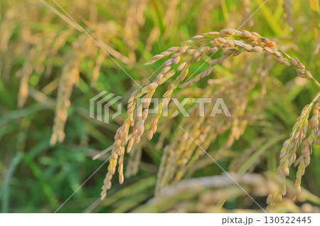 収穫前に垂れる稲穂のクローズアップ 130522445