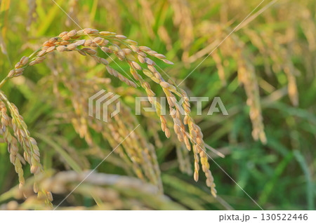収穫前に垂れる稲穂のクローズアップ 収穫前に垂れる稲穂のクローズアップ 130522446