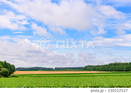 北海道 十勝の広大な農場(士幌町と上士幌町) 130522527