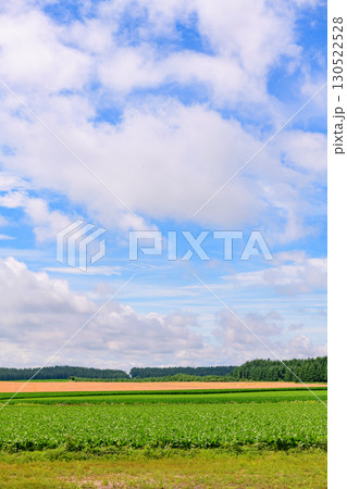 北海道 十勝の広大な農場(士幌町と上士幌町) 北海道 十勝の広大な農場(士幌町と上士幌町) 130522528