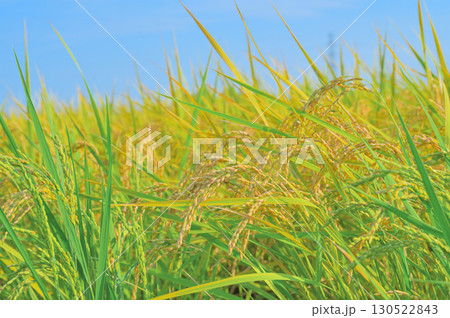 黄金色に輝く稲穂と日本の田園 130522843