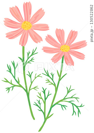 コスモスのイラスト ベクター素材 130522862