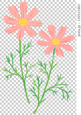 コスモスのイラスト ベクター素材 130522862