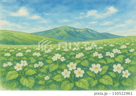 ジャガイモ畑・じゃがいもの花 130522961