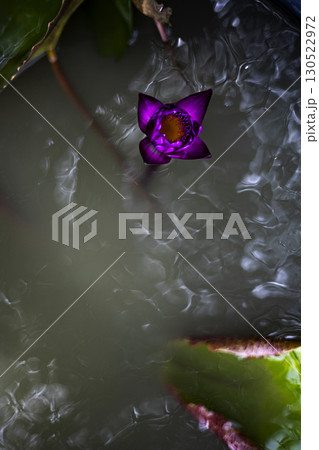Close up of light purple lotus and bees eating nectar with lotus leaf blur background. The Lotus Was Surrounded By Swarms Of Bees. Close up of light purple lotus and bees eating nectar with lotus leaf blur background. The Lotus Was Surrounded By Swarms Of Bees. 130522972