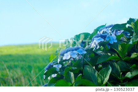 伊豆高原の大室山と青い紫陽花 伊豆高原の大室山と青い紫陽花 130523037