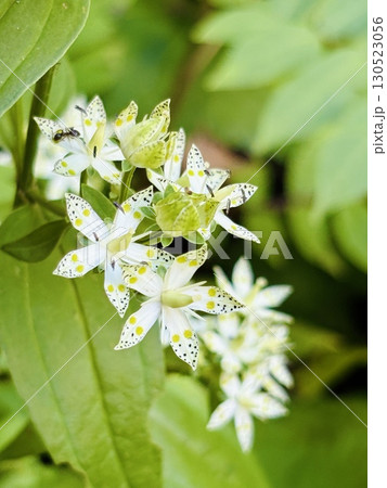 アケボノソウ_曙草_あけぼのそう 130523056