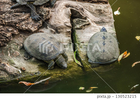 Two freshwater turtles resting on a log near the water in their natural habitat Two freshwater turtles resting on a log near the water in their natural habitat 130523215