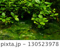 緑に輝く澄んだ水面 130523978