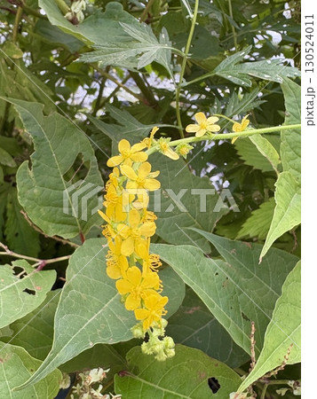 キンミズヒキ_日本の野草 130524011