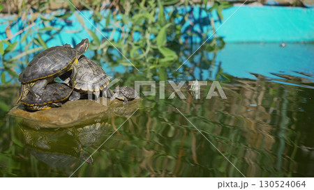 Turtles sitting on a stone and basking in the sun. Little turtles bask in the sun on the lake. 130524064