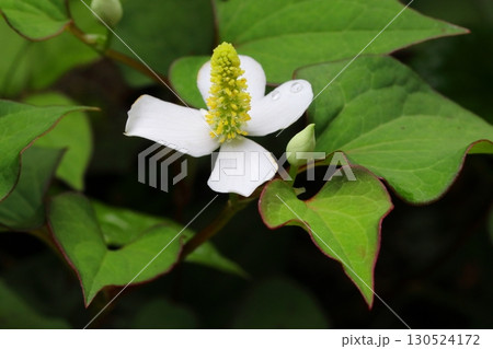 日蔭に咲くドクダミの白い花のアップ 130524172