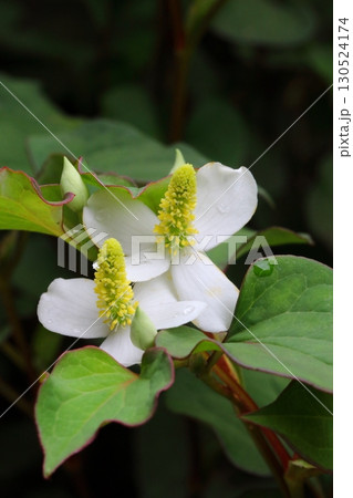 日蔭に咲くドクダミの白い花のアップ（縦） 130524174