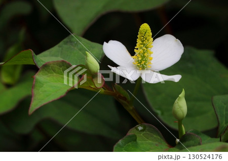 日蔭に咲くドクダミの白い花のアップ 130524176