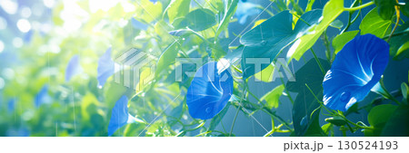 朝の日差しとあさがお、アニメ風 130524193