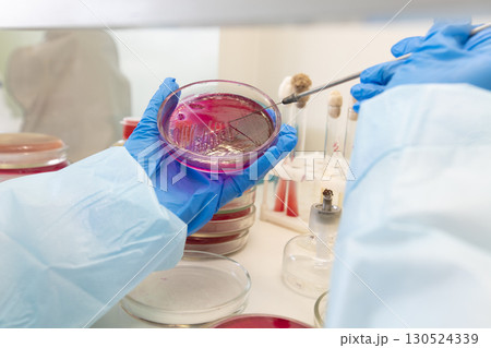 The hands of a physician laboratory assistant in an infectious disease laboratory examines the samples. 130524339