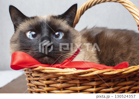 Funny cat with a red bow in a wicker basket. Siamese cute cat. 130524357
