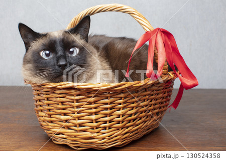 Funny cat with a red bow in a wicker basket. Siamese cute cat. 130524358