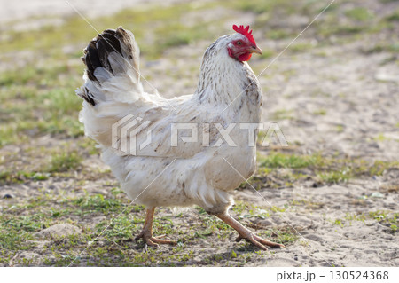 Home-made ordinary chicken walks around the yard. 130524368