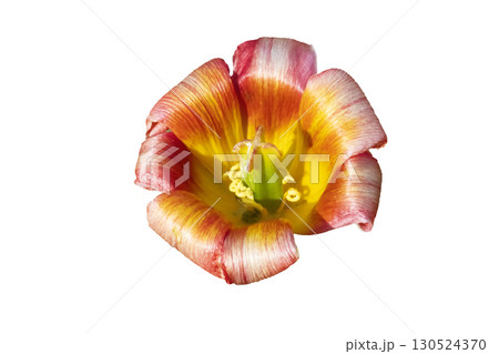 A large open tulip on a white background. 130524370