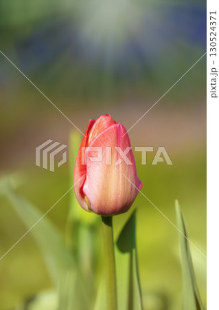 Red tulip upright on a green background. 130524371