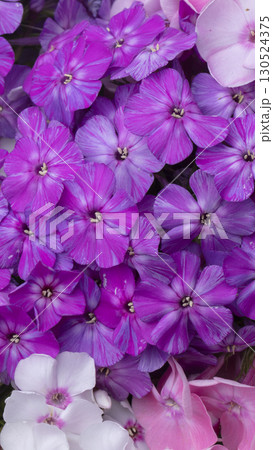 Beautiful flowers. Purple and white phlox close-up. 130524375