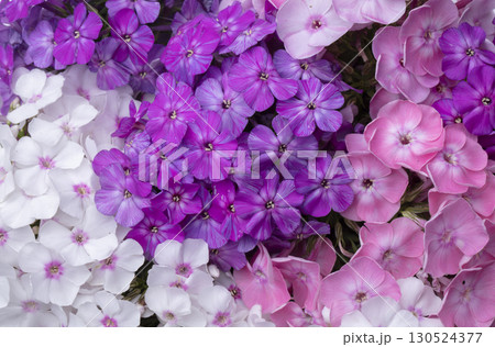 Beautiful flowers. Purple and white phlox close-up. 130524377
