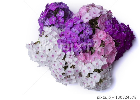 Beautiful flowers. Purple and white phlox close-up on a white background isolated. 130524378