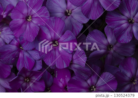 Beautiful flowers. Purple and white phlox close-up. 130524379