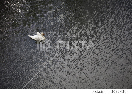 Lonely white swan among gray water. 130524392