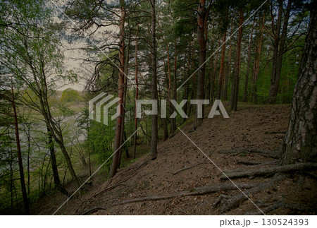 Gloomy dark pine forest with hillocks. 130524393