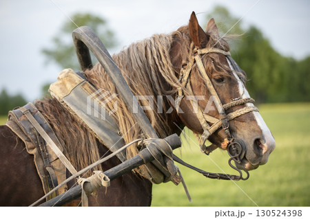 Horse head harnessed to the background of summer nature. 130524398
