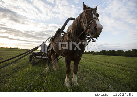 A horse with a cart stands on the field, and a villager sits in the cart. 130524399