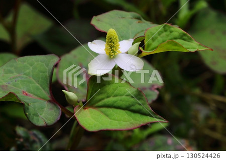 日蔭に咲くドクダミの白い花 130524426