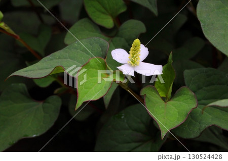 日蔭に咲くドクダミの白い花 130524428