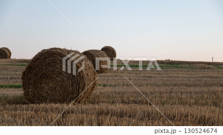 Round hay bales on harvested field at sunset. Concept of agriculture, rural landscape, farming season, countryside lifestyle and natural food production Round hay bales on harvested field at sunset. Concept of agriculture, rural landscape, farming season, countryside lifestyle and natural food production 130524674