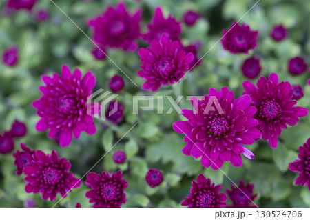 Beautiful flowers. Background pink chrysanthemums and green leaves close-up. 130524706