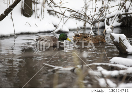 Wild ducks swim in a snow-covered pond. 130524711