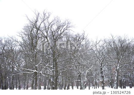 Bare trees in a snowy forest. 130524726