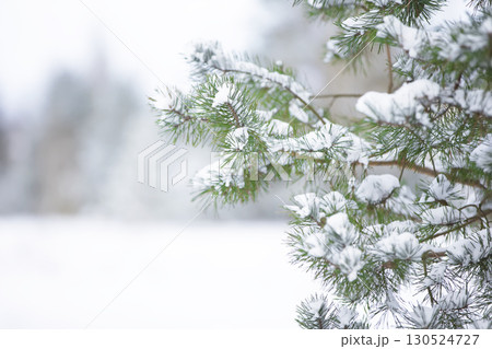 Spruce branches covered with white snow against the background of a blurred forest. 130524727
