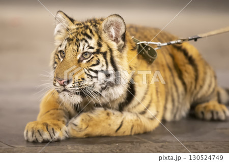 Amur striped tiger. Wild striped felines. 130524749