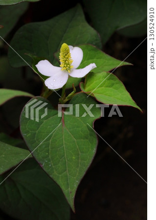 日蔭に咲くドクダミの白い花(縦) 日蔭に咲くドクダミの白い花(縦) 130524910