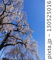 青空に映える満開の桜の木 130525016