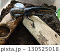木の上を歩くヘラクレスオオカブト 130525018