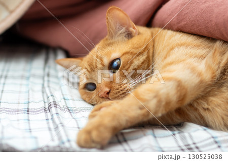 A Playful Ginger Cat Enjoying a Relaxing Time on a Cozy Bed A Playful Ginger Cat Enjoying a Relaxing Time on a Cozy Bed 130525038