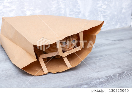 A Curious Cat is Hiding Inside of a Brown Paper Bag, Fascinating 130525040