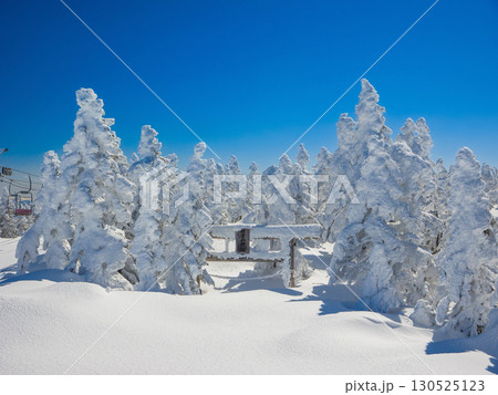 樹氷に囲まれ雪に埋もれた横手山神社の鳥居 (長野県、山ノ内町、横手山) 130525123