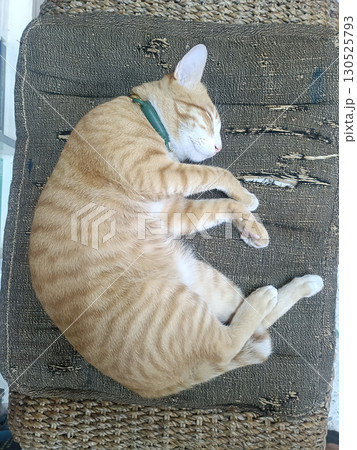 Sleeping ginger cat curled on woven cushion with relaxed expression and soft fur, cozy pet resting in natural light Sleeping ginger cat curled on woven cushion with relaxed expression and soft fur, cozy pet resting in natural light 130525793