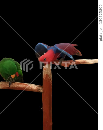 Colorful parrot perched on wooden perch with companion, red and blue parrot bending forward showing beak while green parrot preens nearby in dark studio lighting, playful tropical bird interaction 130525800