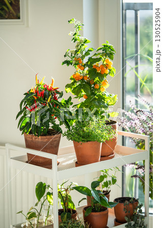 Homegrown of cherry yellow tomato, red hot pepper chili, thyme in clay pot growing at home 130525904